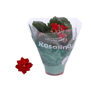 Kalanchoe Rosalina