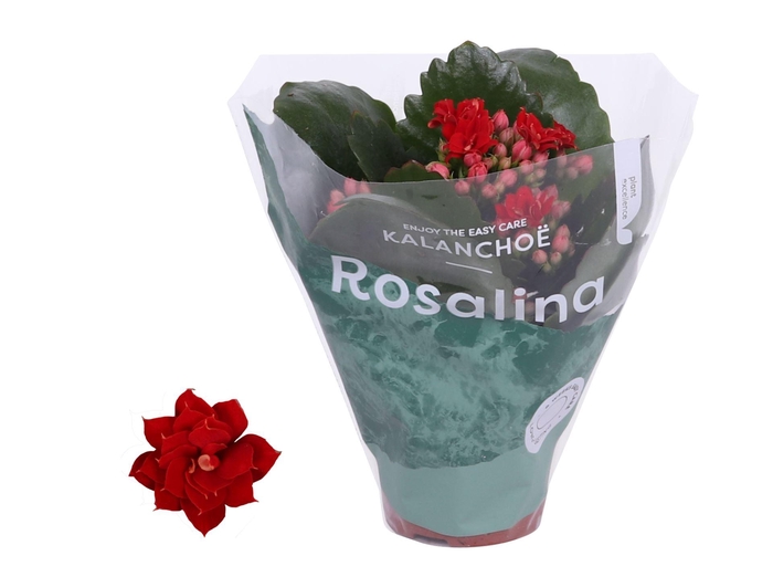 <h4>Kalanchoe Rosalina</h4>