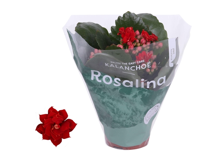<h4>Kalanchoe Rosalina</h4>