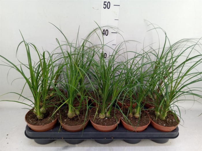 <h4>Nolina recurvata   ...</h4>