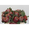 Banksia Coccinea