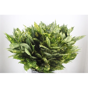 Aucuba 400gr Pbs