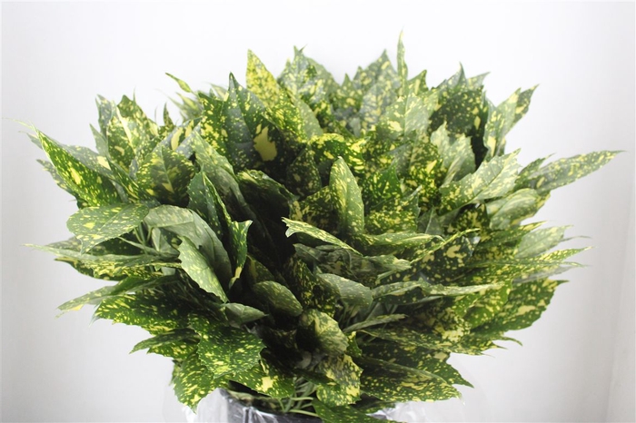 <h4>Aucuba 400gr Pbs</h4>