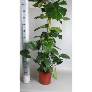 MONSTERA PERTUSUM