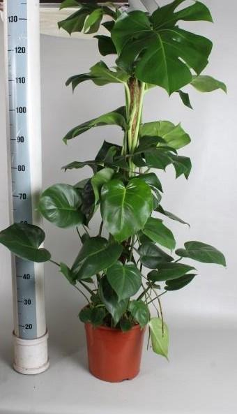 <h4>MONSTERA PERTUSUM</h4>