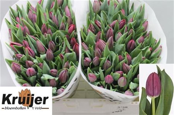 <h4>Tu En Podcast</h4>