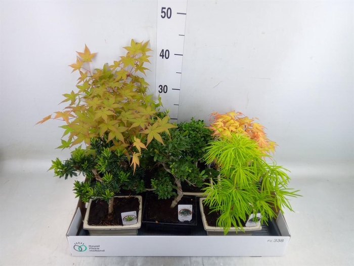 <h4>Bonsai   ...mix</h4>