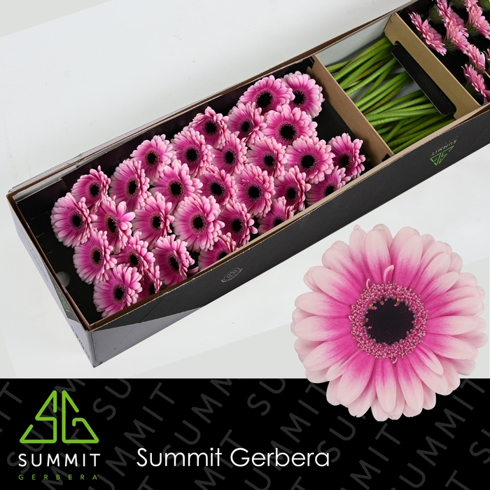 <h4>Germini Leando Doos</h4>