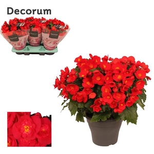 Begonia (Elatior Grp) Belove Red