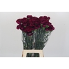 Dianthus St Purple Damascus
