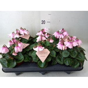Cyclamen KL 'Petticoat'