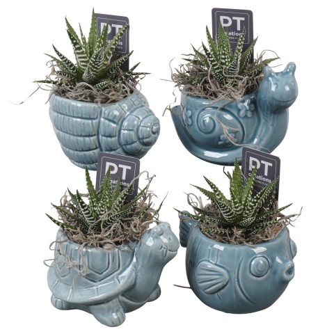 <h4>Opm Pt PTSD8030 Summer Keramiek Pot</h4>