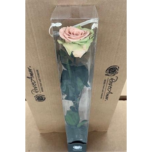 50cm Stem Bic57