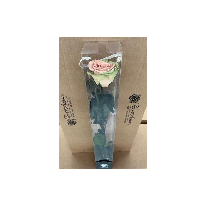 <h4>50cm Stem Bic57</h4>