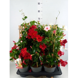 Mandevilla am. 'Sundav'  ...mix