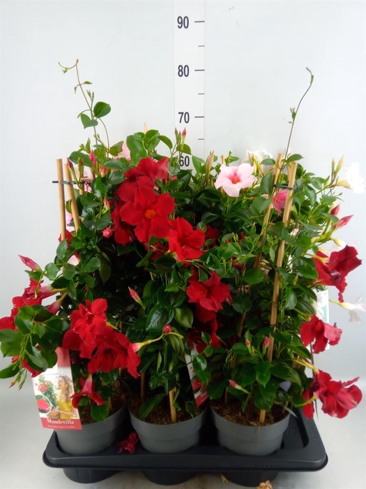 <h4>Mandevilla am. 'Sundav'  ...mix</h4>