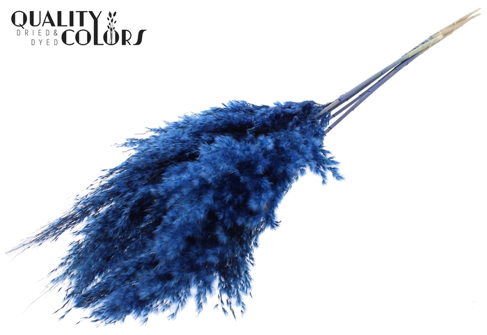 <h4>Pampas Grass 100cm 5st/bunch Dark Blue</h4>