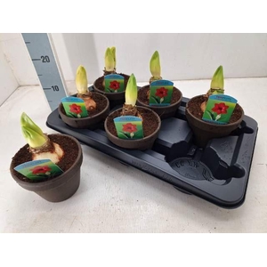 Hippeastrum (Diamond Grp) Amorita Danu