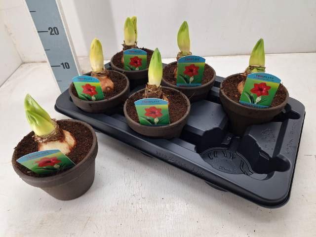 <h4>Hippeastrum (Diamond Grp) Amorita Danu</h4>