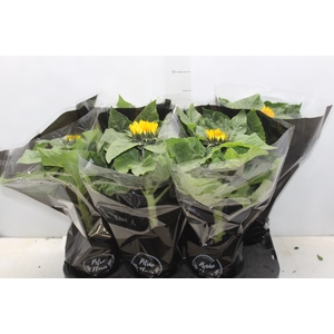 GIRASSOL MINI SUN BRIGHT P15