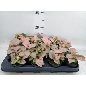 Syngonium  'Red Heart'