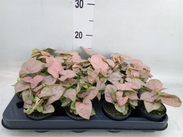 <h4>Syngonium  'Red Heart'</h4>