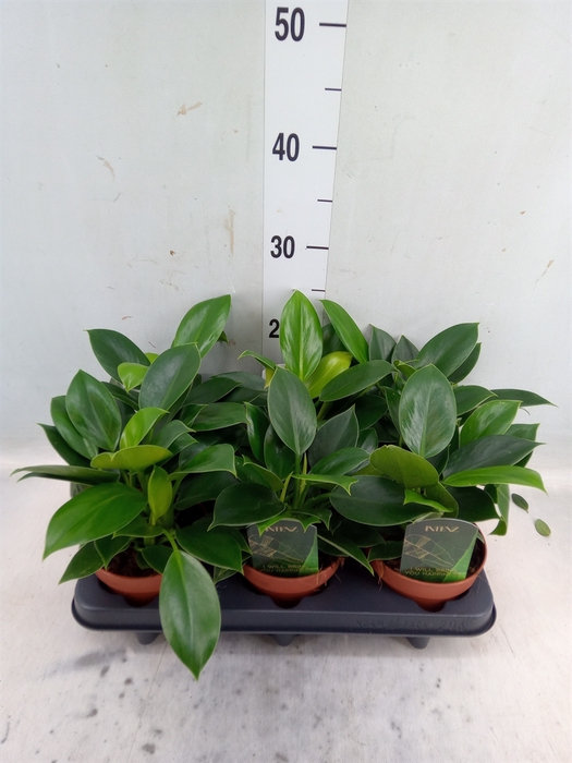 <h4>Philodendron  'Green Princess'</h4>