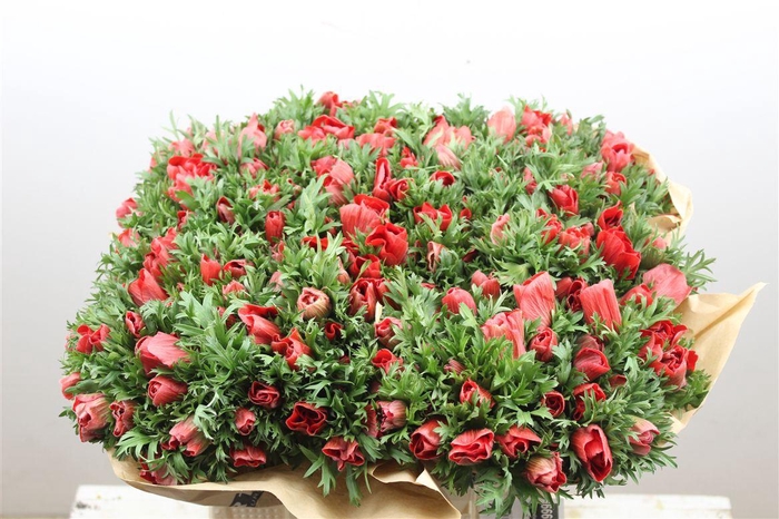 <h4>Anem Marianne Red</h4>