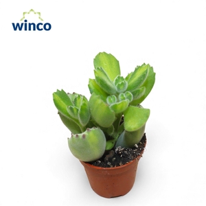 Cotyledon Ladysmithiensis (Green Stripes)