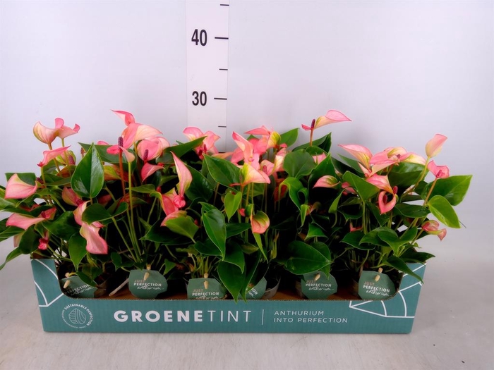 <h4>Anthurium  'Matata'</h4>