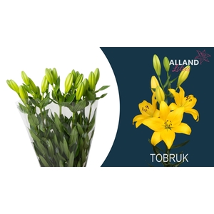 LI LA TOBRUK