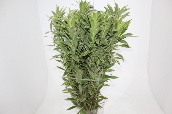 <h4>FOLHAGEM DRACENA PLEOMELE CINZA</h4>