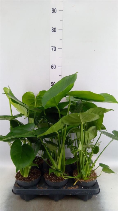 <h4>Monstera delic.</h4>