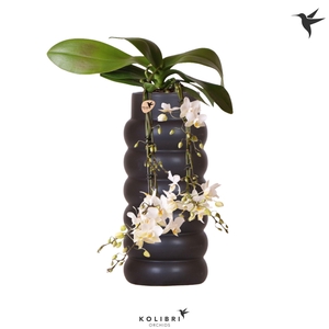 Kolibri Orchids Phalaenopsis Victoria Fall in Bubble fall black
