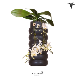 Kolibri Orchids Phalaenopsis Victoria Fall in Bubble fall black