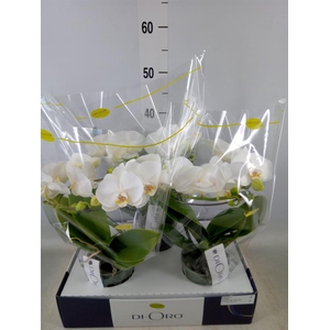 Phalaenopsis   ...white
