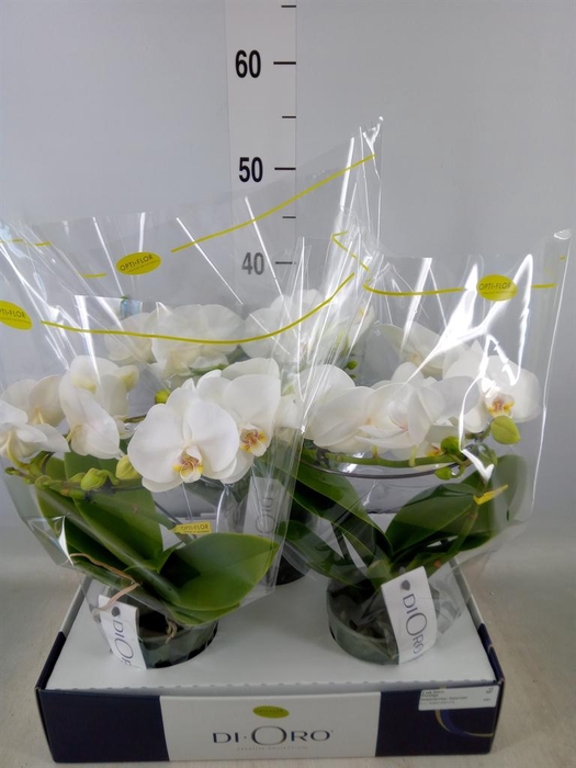 <h4>Phalaenopsis   ...white</h4>