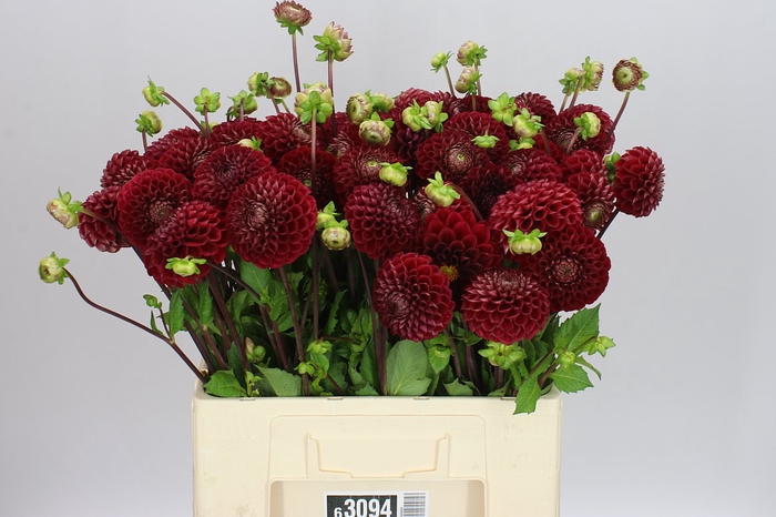 <h4>Dahlia Cornel</h4>