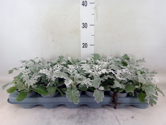 <h4>Jacobaea maritima</h4>