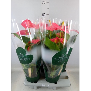 Anthurium andr. 'Colorado'