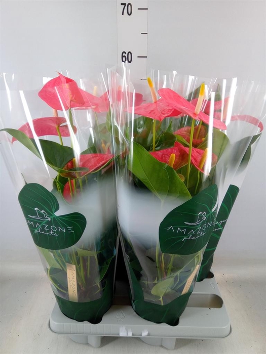 <h4>Anthurium andr. 'Colorado'</h4>