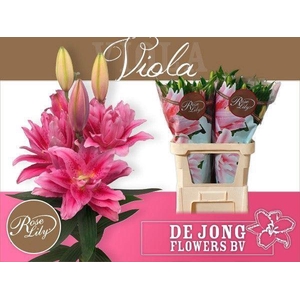 LILIUM ORI. DB 'ROSELILY VIOLA'