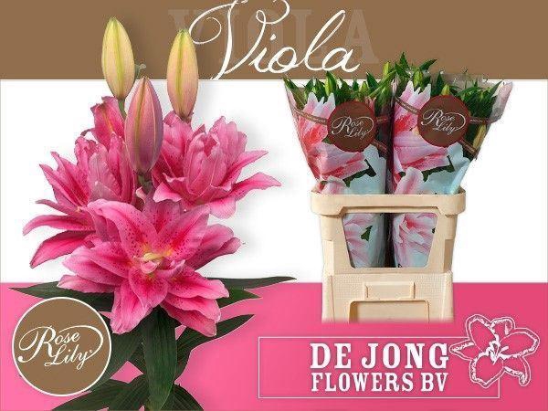 <h4>LILIUM ORI. DB 'ROSELILY VIOLA'</h4>