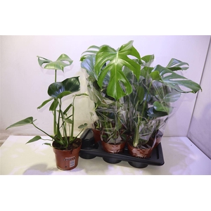 arr8 Monstera Deliciosa