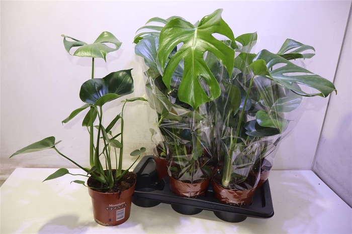 <h4>arr8 Monstera Deliciosa</h4>