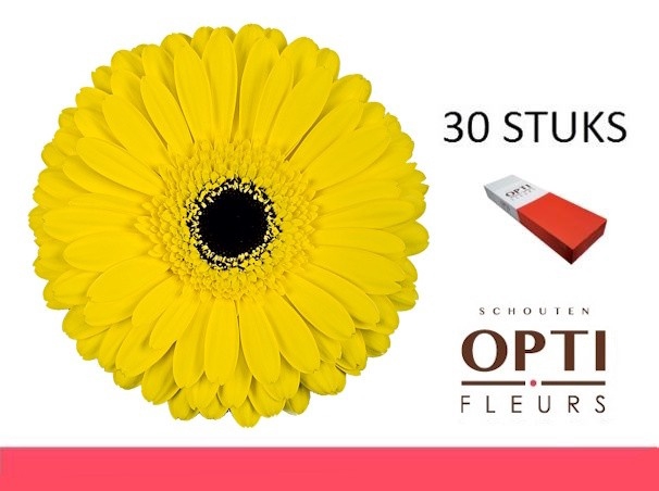 <h4>GE GR DON LEO-Doosx30</h4>