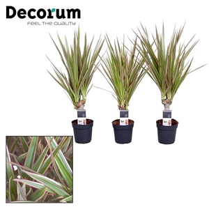 Dracaena Bicolor Stam