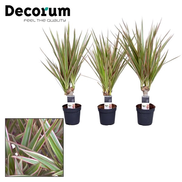 <h4>Dracaena Bicolor Stam</h4>