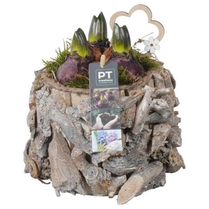 PTHC9184 Arrangement Hyacints in hout pot