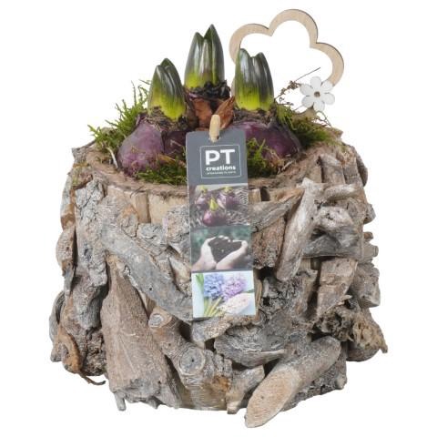 <h4>PTHC9184 Arrangement Hyacints in hout pot</h4>